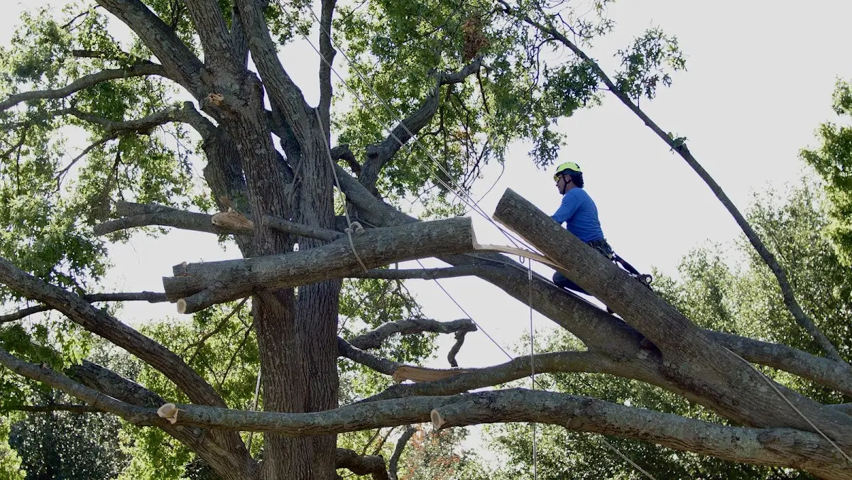 Professional Crown Thinning performed by certified arborists in Bastrop