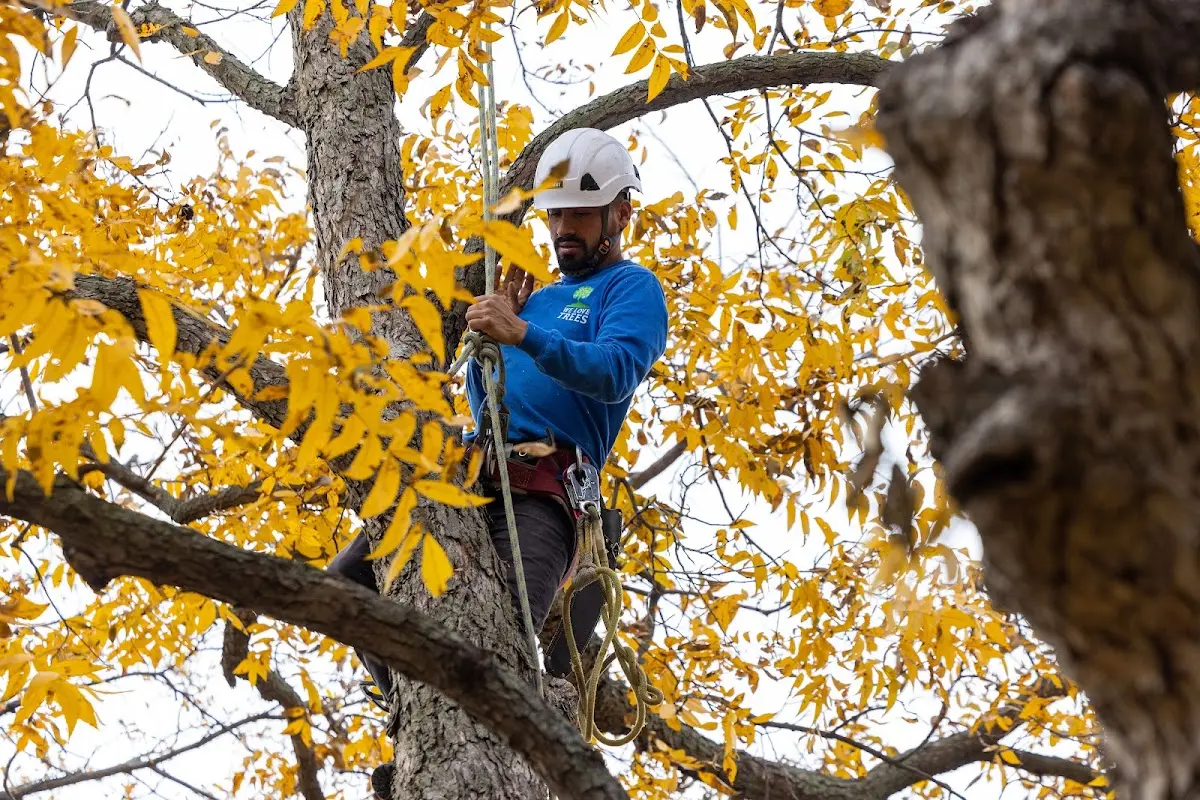Skilled Tree Planing crew working in Bastrop